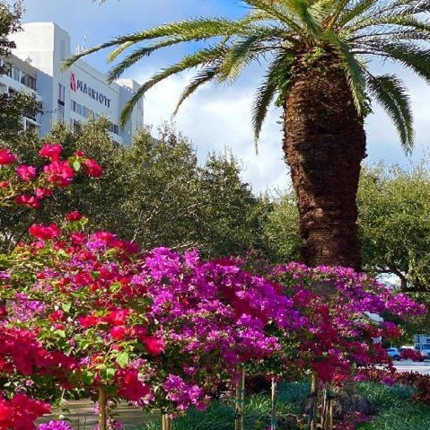 Palm Beach Gardens Marriott Thumbnail