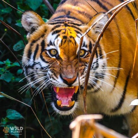 Wild Planet Eco Retreat Thumbnail