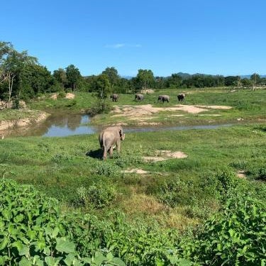 I love phants Lodge
