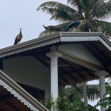 Neli guests house Thumbnail