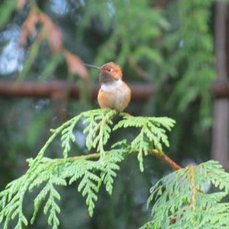 Cobble Wood and Bird Sanctuary Guest Houses Thumbnail
