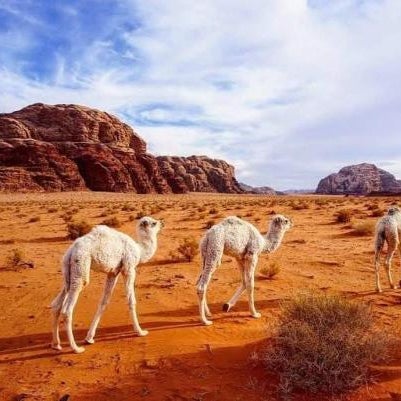 Enad desert camp Thumbnail