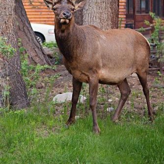 Idlewilde by the River Thumbnail