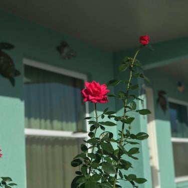 Immokalee Inn Thumbnail