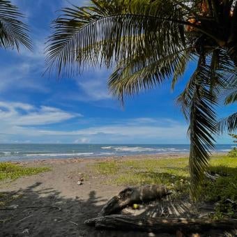 Hotel El Icaco Tortuguero