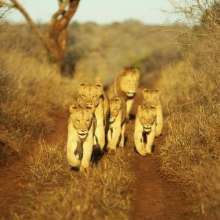Thanda Safari