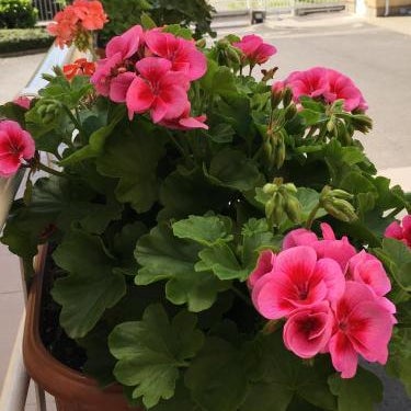 CEU Konferencia Központ Thumbnail