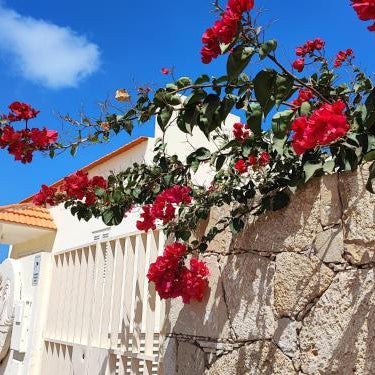 Casa Djarmai Apartments