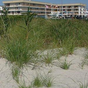Roman Holiday Resort Thumbnail