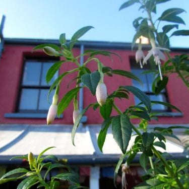 Western House Thumbnail