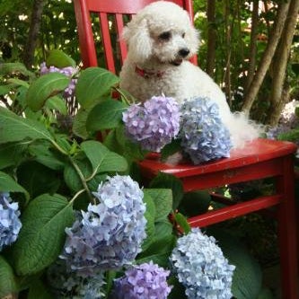 Hydrangea House Inn Thumbnail
