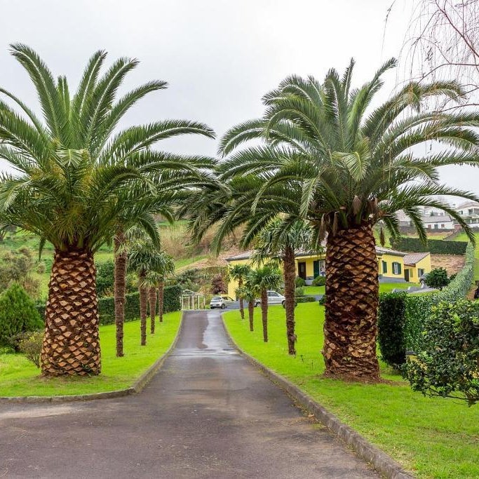 Quinta das Palmeiras