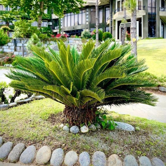 Rock City Resort Thumbnail