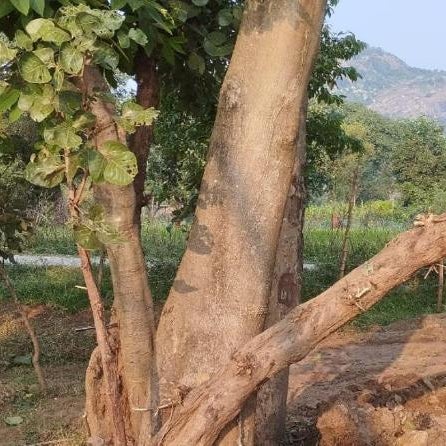 PALASH Pahar Resort Thumbnail