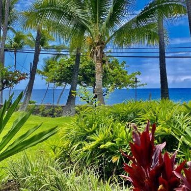 YOUR HAWAIIAN TROPICAL GARDEN VIEW STUDIO - KONA ISLANDER INN CONDOS condo Thumbnail