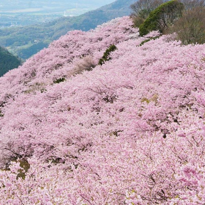 PAYSAGE MORIGUCHI
