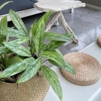 Garden Paradise Pattaya Thumbnail