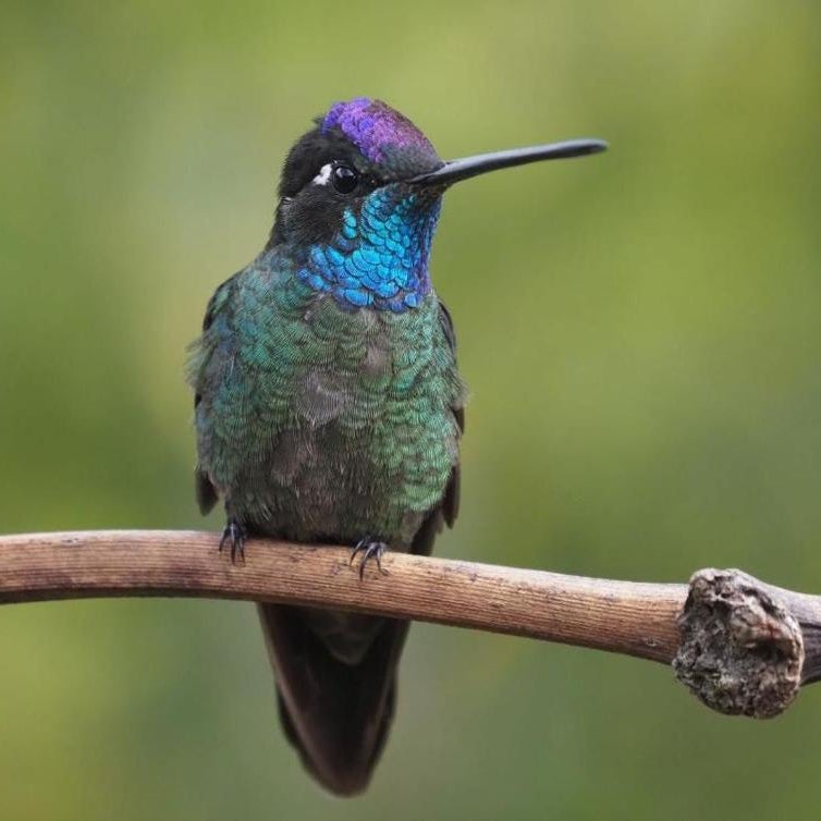 Tangara Lodge Thumbnail