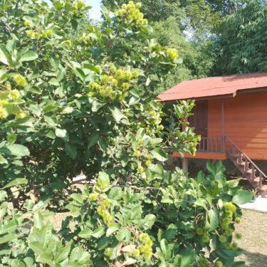 Pink Buffalo Eco-Resort