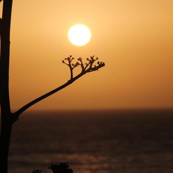 SIDI KaouKI PERLA Thumbnail