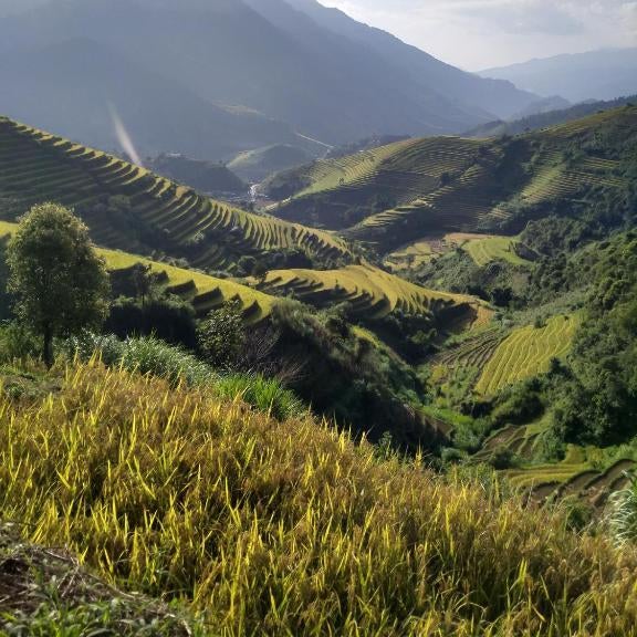 See bungalow mu cang chai Thumbnail
