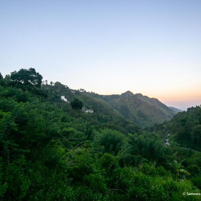 Green Vista Ella Thumbnail