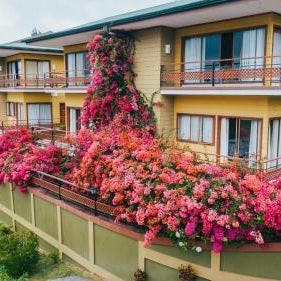 Hotel Ficus - Monteverde Thumbnail