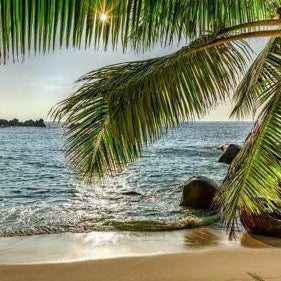 Baga Beach Palms