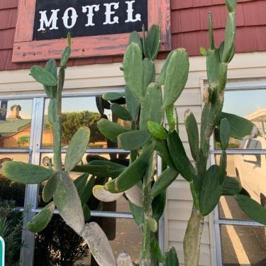 Buffalo Chip's Ranch House Motel Thumbnail