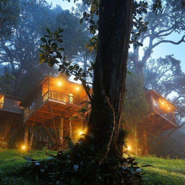 Nature Zone Munnar - A Real Jungle Resort - Authentic Tree House and Premium Tents