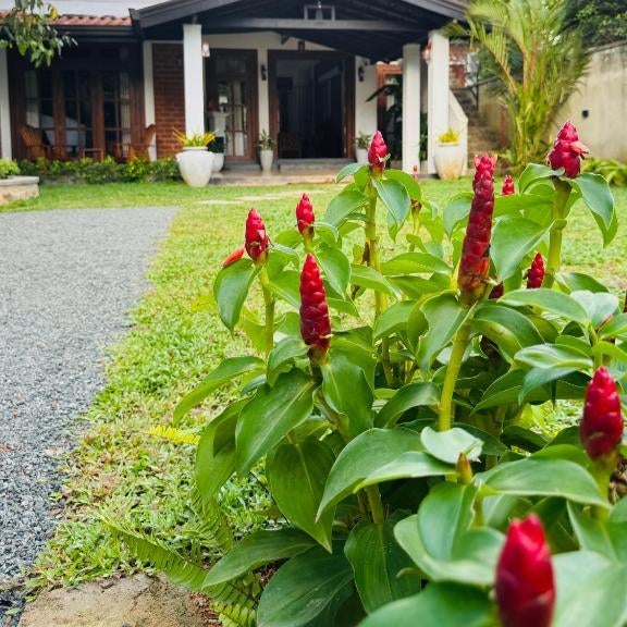 Nivartana Villa and Purana Ayurveda Center Thumbnail