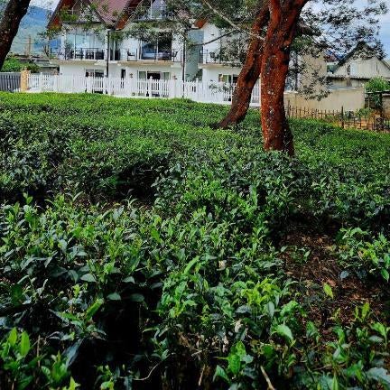 Cottage Mountain Misty-Nuwaraeliya