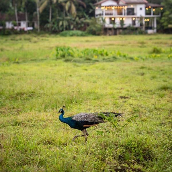 Wildlife Kingdom - Deniyaya Sinharaja