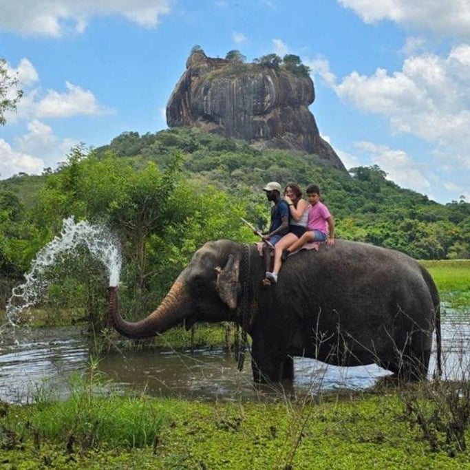 The Wild Elephant Resort
