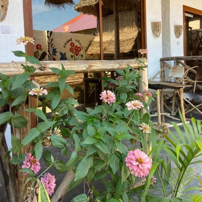 Bougainvillea nungwi zanzibar Thumbnail