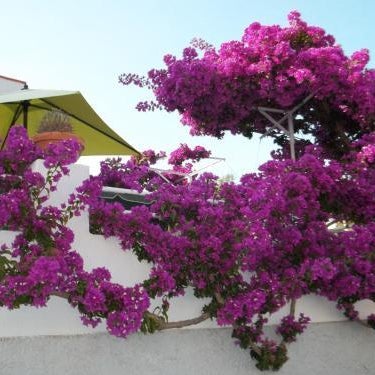 Hotel Villa Cecilia