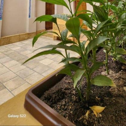 Ornament Boutique Hotel Thumbnail