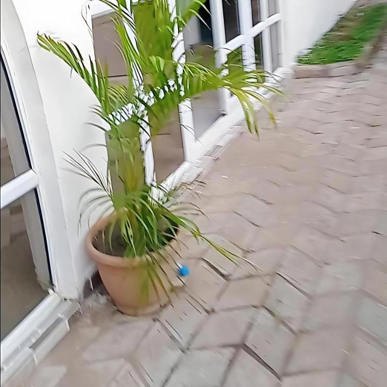 The Bougainville Apartments Thumbnail