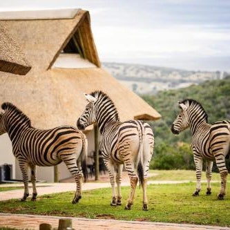 JBay Zebra Lodge Thumbnail