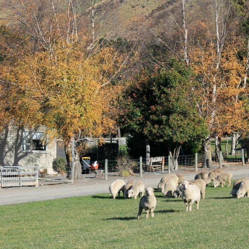 Bauchops Hill Station Farmstay