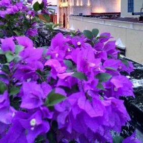 Hotel Maya Ah Kim Pech Thumbnail