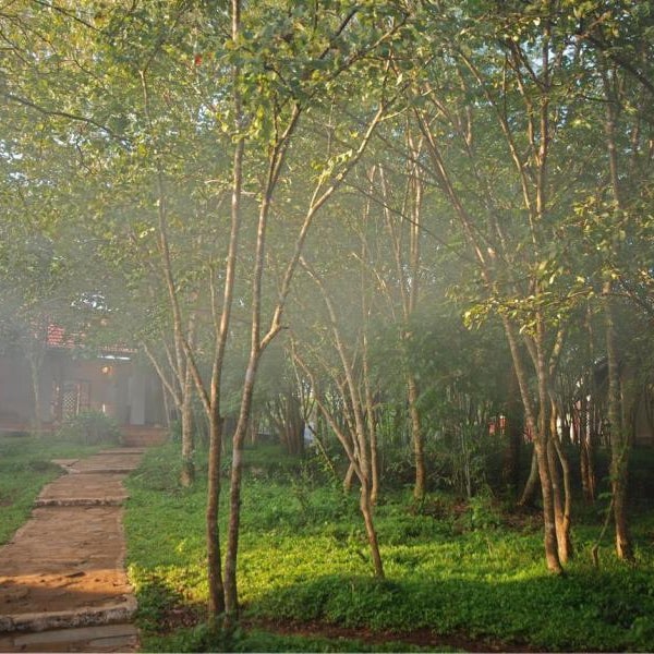 The Windflower Jungle Resorts & Spa Bandipur