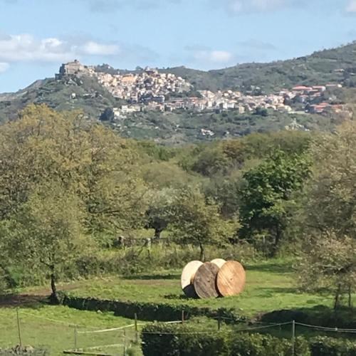 Il Tanaceto