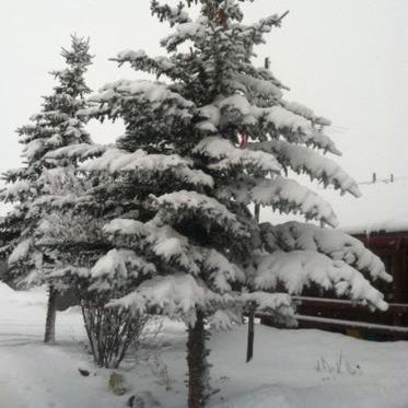 Teton Valley Cabins Thumbnail