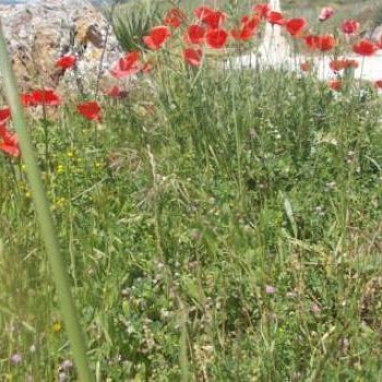 Helimos B&B with Segesta Temple view near Castellammare del Golfo
