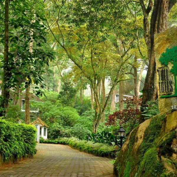 The Tall Trees Munnar