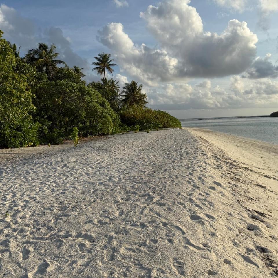 Coconut Palm Dhidhoo Thumbnail