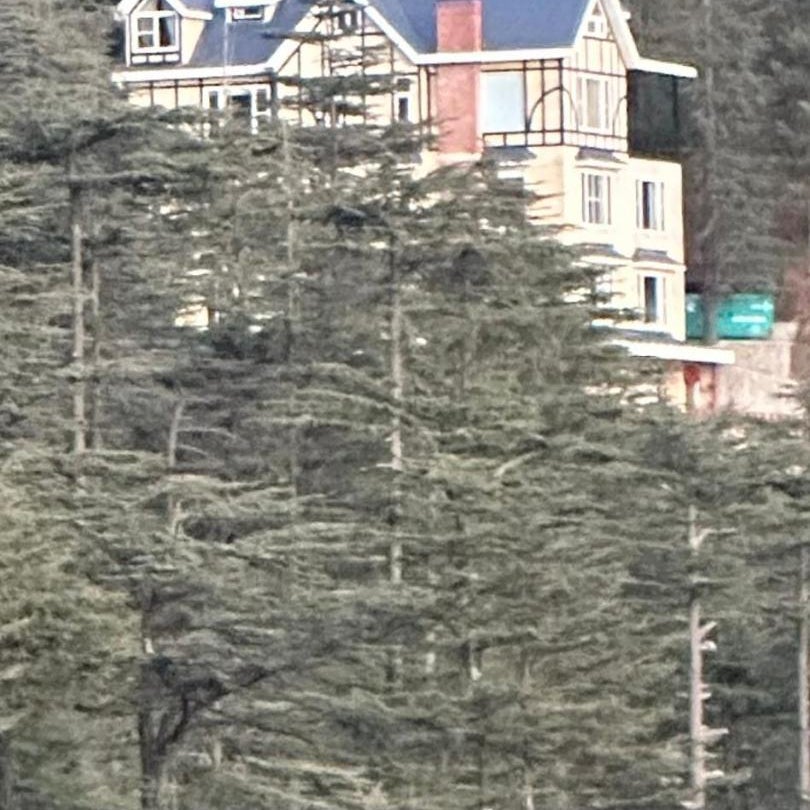 The Repose, Shimla