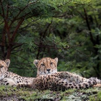 Cheetah Ridge Lodge