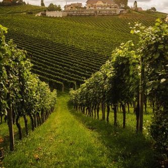 Weinrefugium Brolli